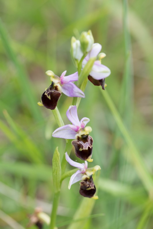 Ophrys bourdon (Ophrys fuciflora)