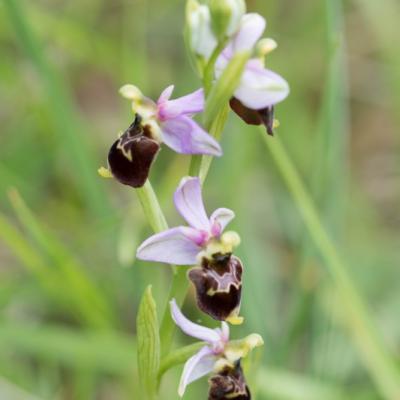 Ophrys bourdon (Ophrys fuciflora)