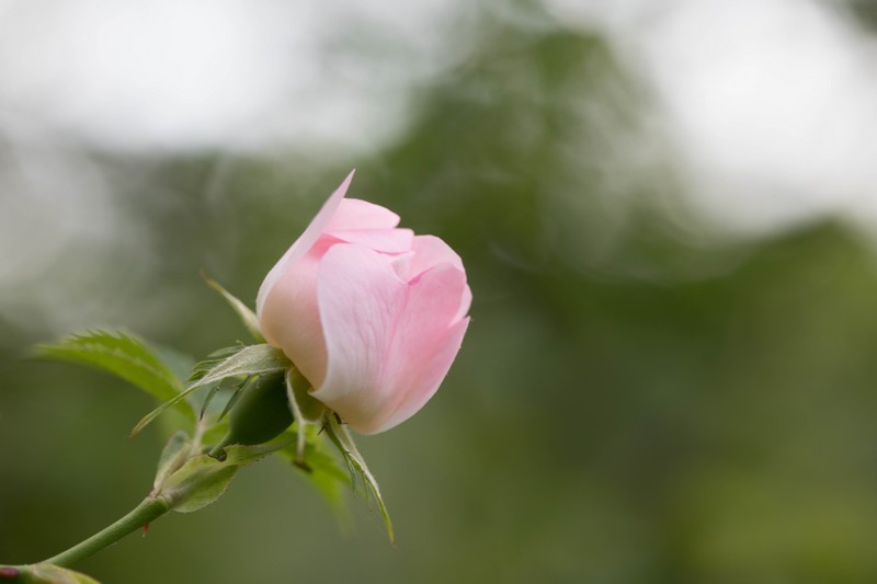 Eglantine (Rosa canina)