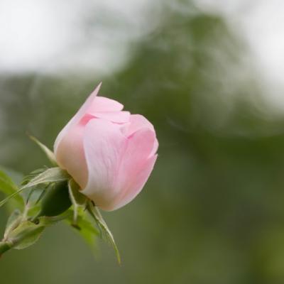Eglantine (Rosa canina)