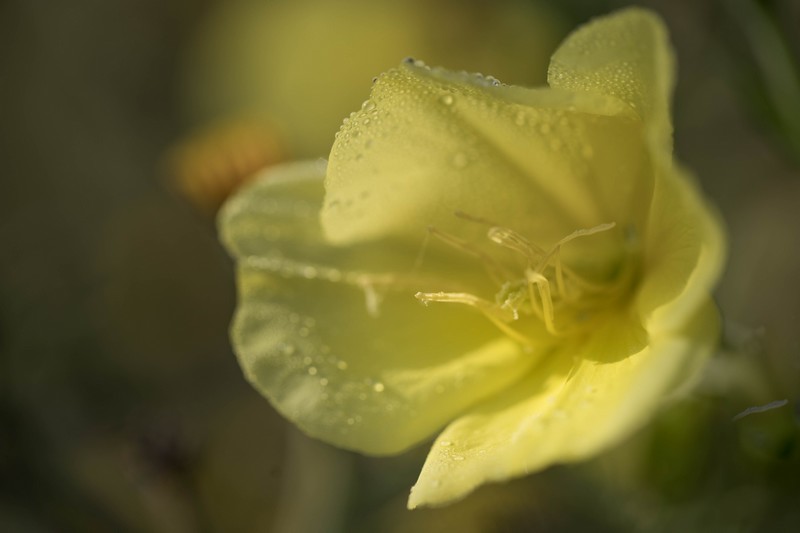 Onacre bisannuelle (Oenothera biennis)