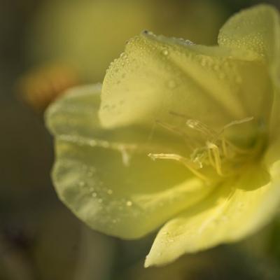 Onacre bisannuelle (Oenothera biennis)