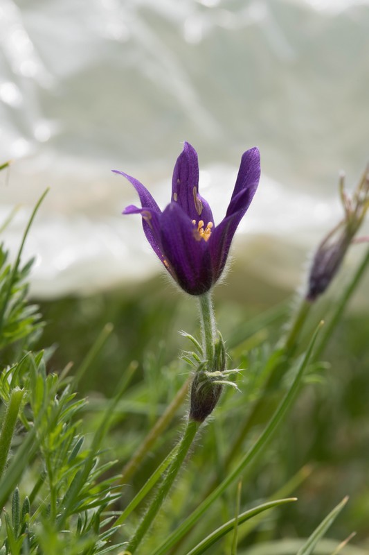 Pulsatille rouge (Anemone rubra)