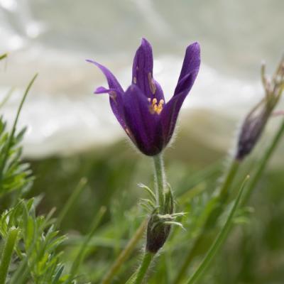 Pulsatille rouge (Anemone rubra)