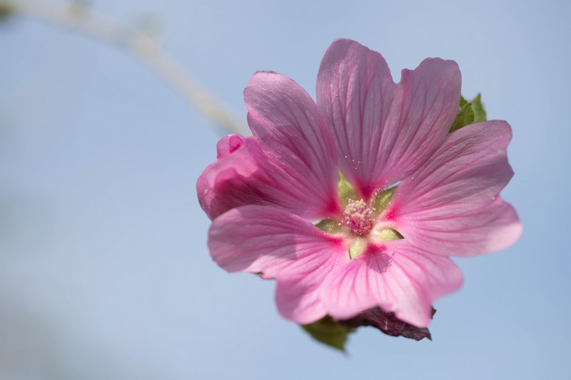 Lavatère d'Hyères (Malva olbia)