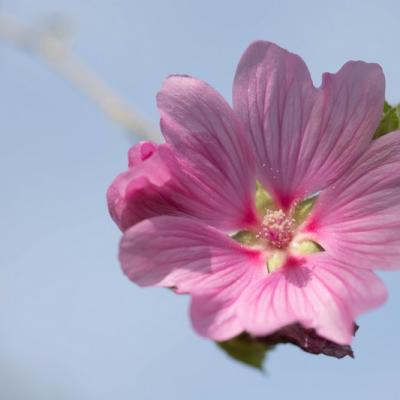 Lavatère d'Hyères (Malva olbia)