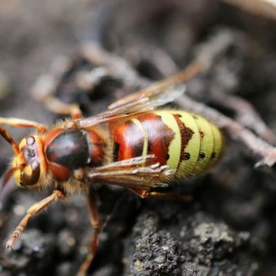  Frelon Européen (Vespa crabro)