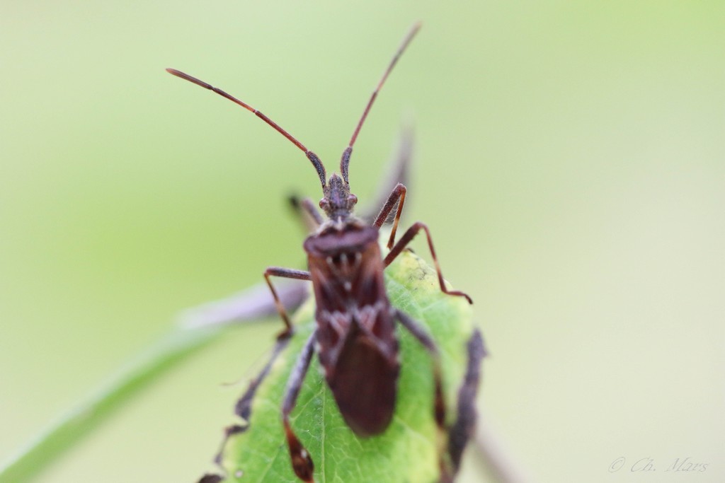 Punaise américaine du pin  (leptoglossus occidentalis)