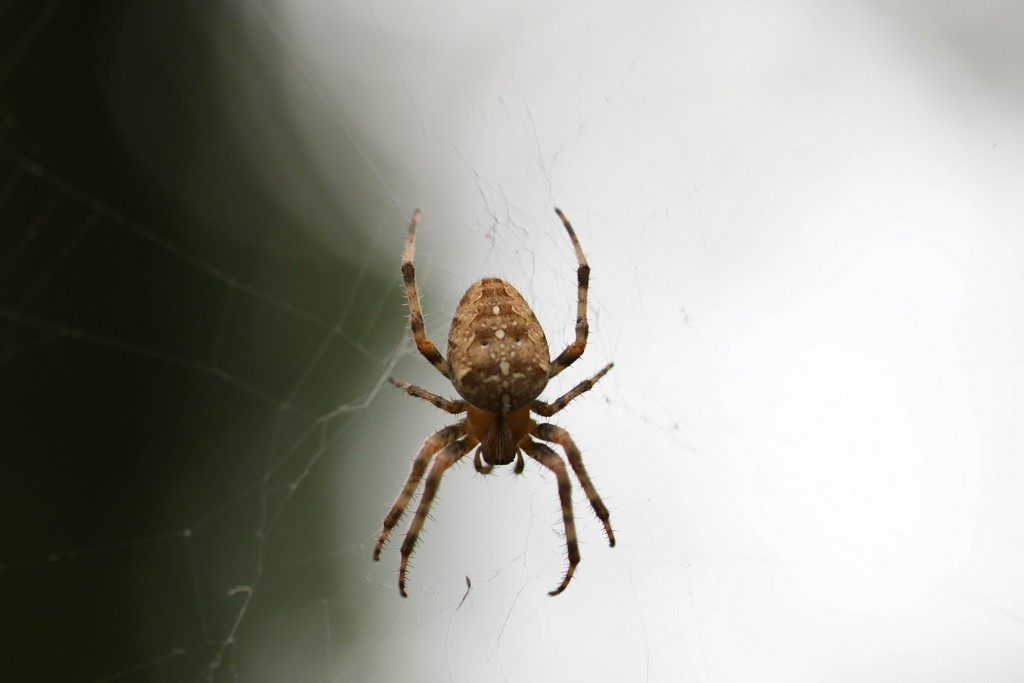 Epeire diadème (Araneus diadematus)