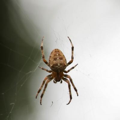 Epeire diadème (Araneus diadematus)