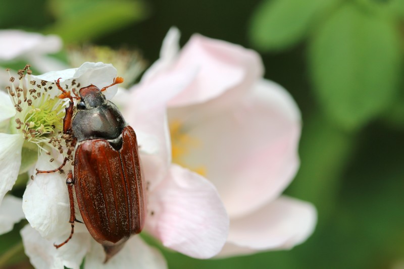 Hanneton commun (Melolonthinae)