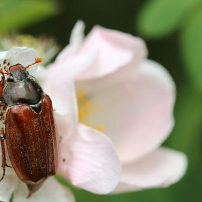 Hanneton commun (Melolonthinae)