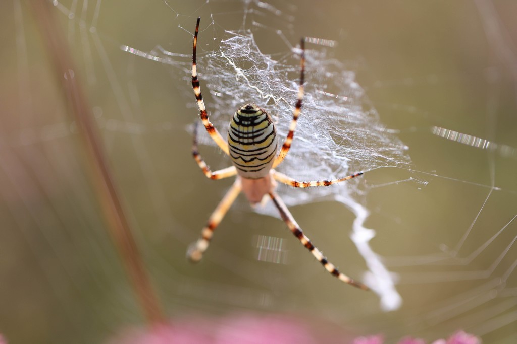  Argiope frelon (Argriope bruennichi)