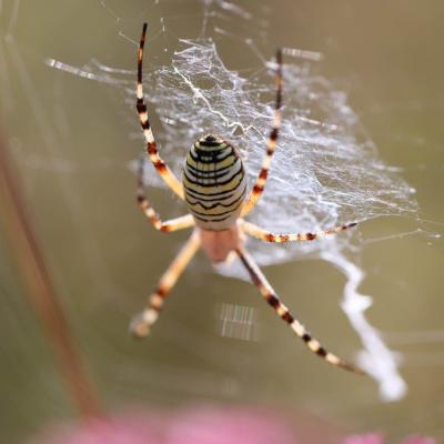  Argiope frelon (Argriope bruennichi)