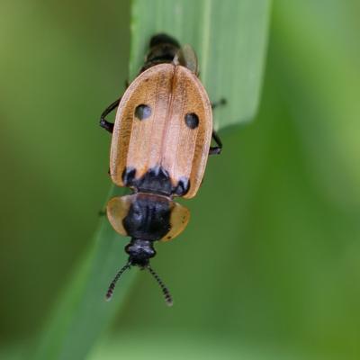  Silphe a quatre points  (dendroxena quadrimaculata) 