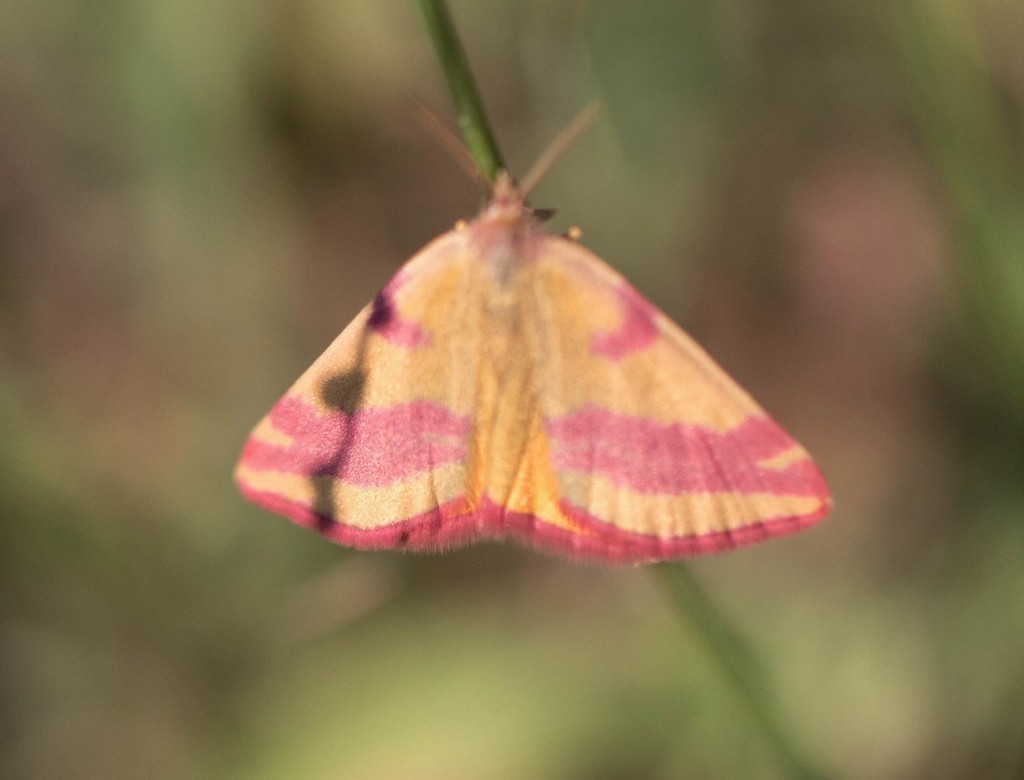   L'ensanglantée de l oseille (lythria cruentaria)