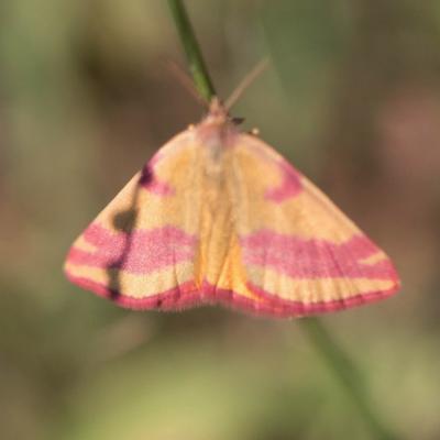   L'ensanglantée de l oseille (lythria cruentaria)