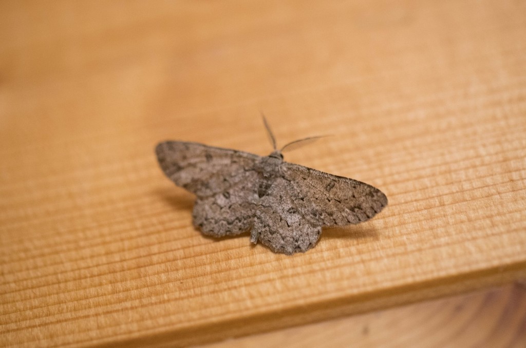   Boarmie pointillée (hypomecis punctinalis) 