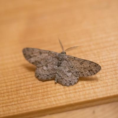   Boarmie pointillée (hypomecis punctinalis) 