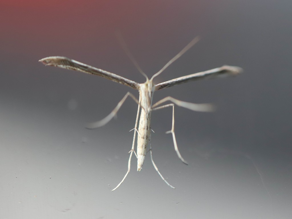   Pterophore commun (emmelina monodactyla) 