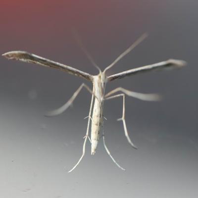   Pterophore commun (emmelina monodactyla) 