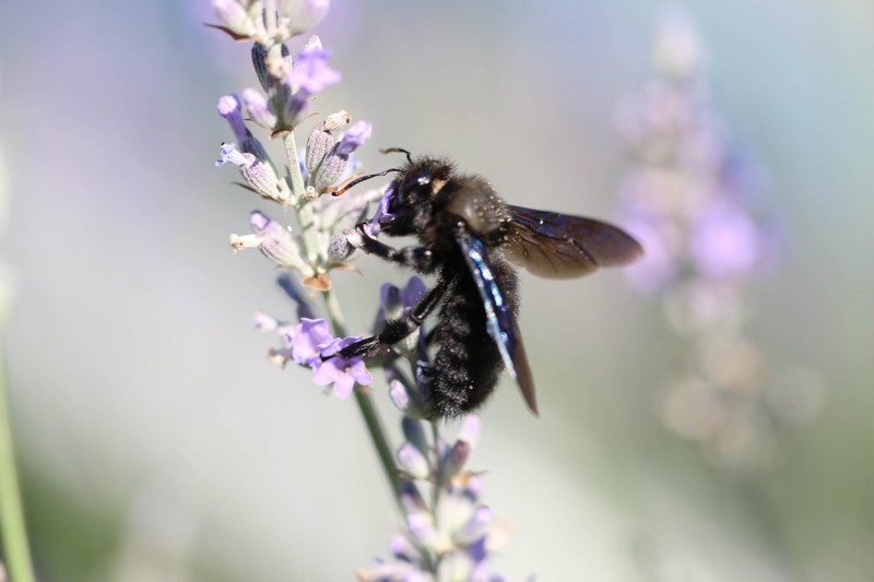 Xylocope violet ( Xylocopa violacea)