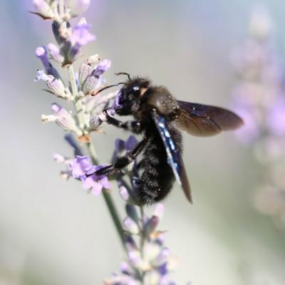 Xylocope violet ( Xylocopa violacea)