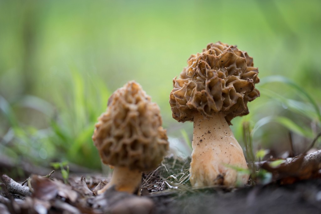 Morilles blondes