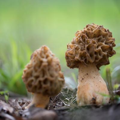 Morilles blondes