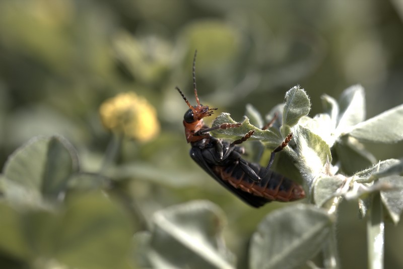 Le moine (Cantharis rustica)