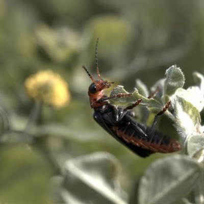 Le moine (Cantharis rustica)