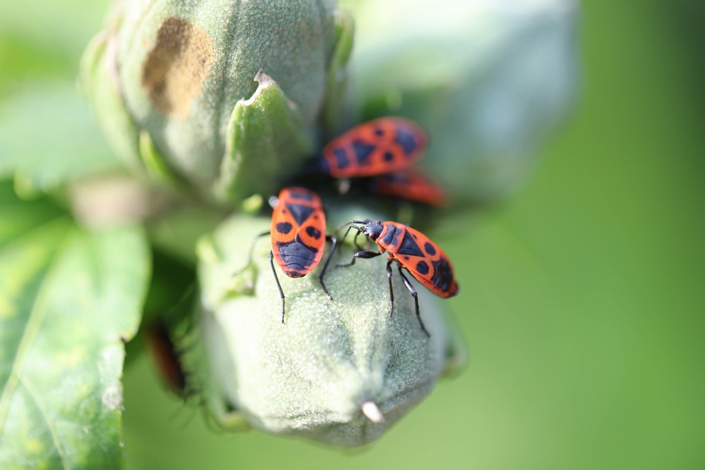 Gendarmes (Pyrrhocoris apterus)