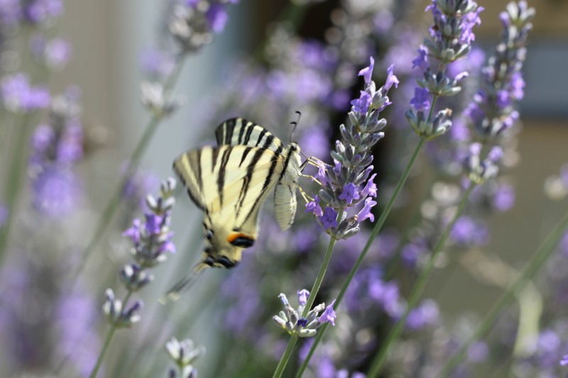 Flambé ( Iphiclides podalirius podalirius)