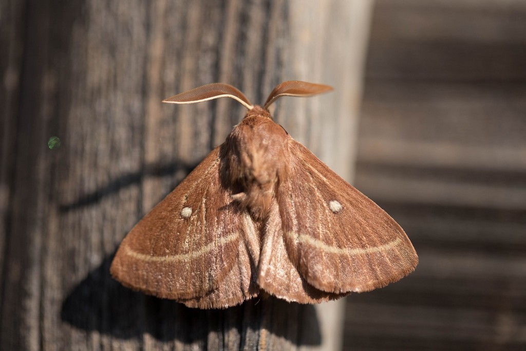 Bombyx du trèfle (lasiocampa trifollii)