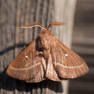 Bombyx du trèfle (lasiocampa trifollii)