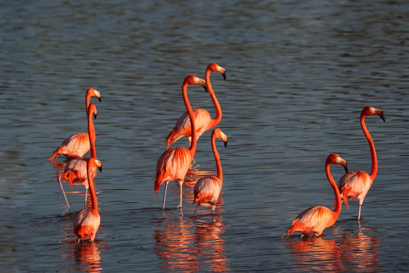 Flamants Roses (Phoenicopterus ruber)