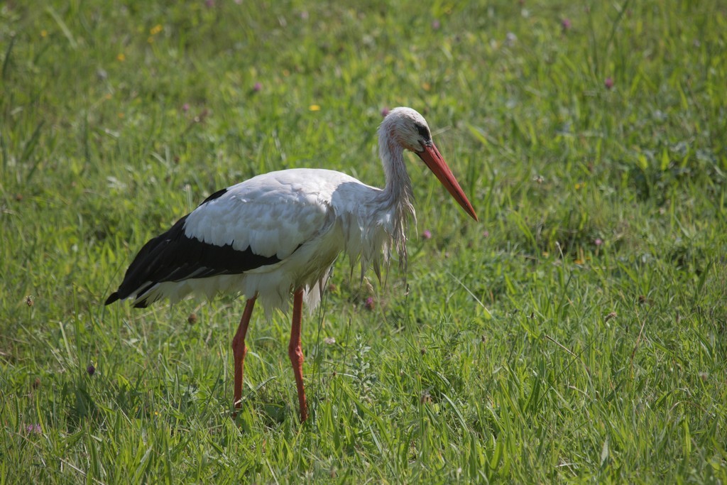 Cigogne blanche (Ciconia ciconia)