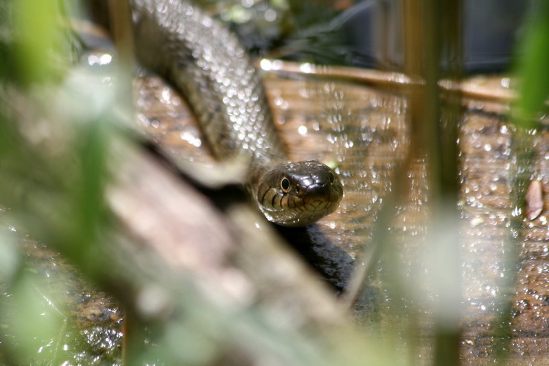  Couleuvre à collier