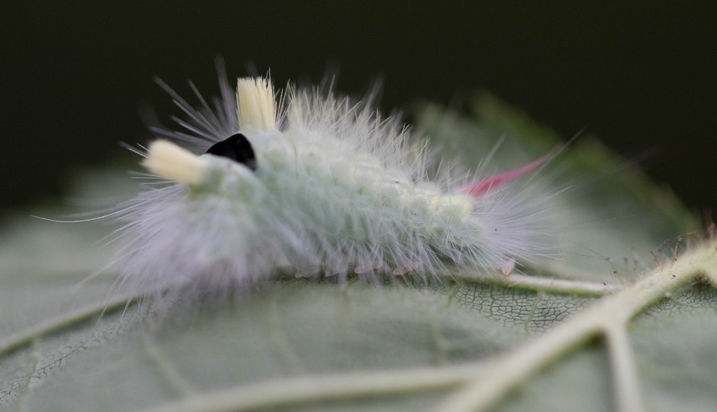  La pudibonde (calliteara pudibunda) 