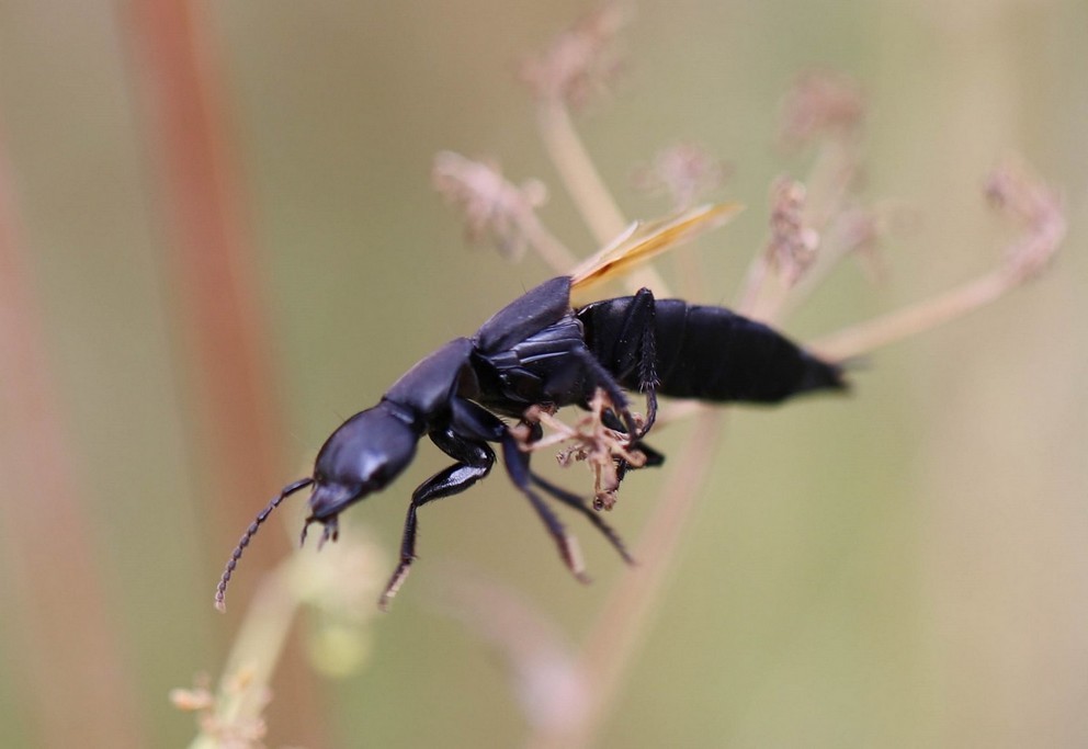   Staphylin odorant (ocypus olens) 