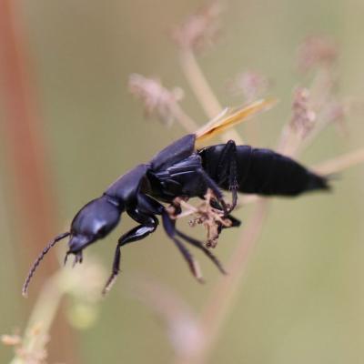  Staphylin odorant (ocypus olens) 