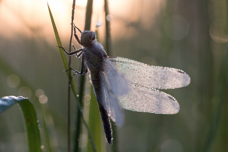 Libellule (Anisoptera)