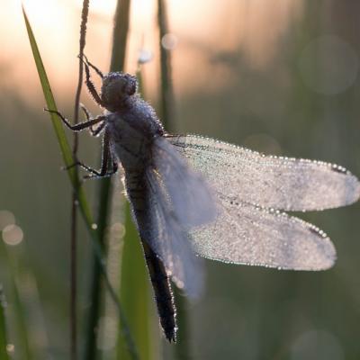 Libellule (Anisoptera)