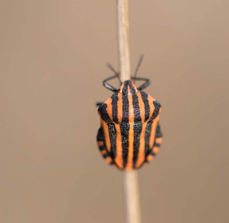 Graphosome d'Italie  (Grasphosoma italicum)