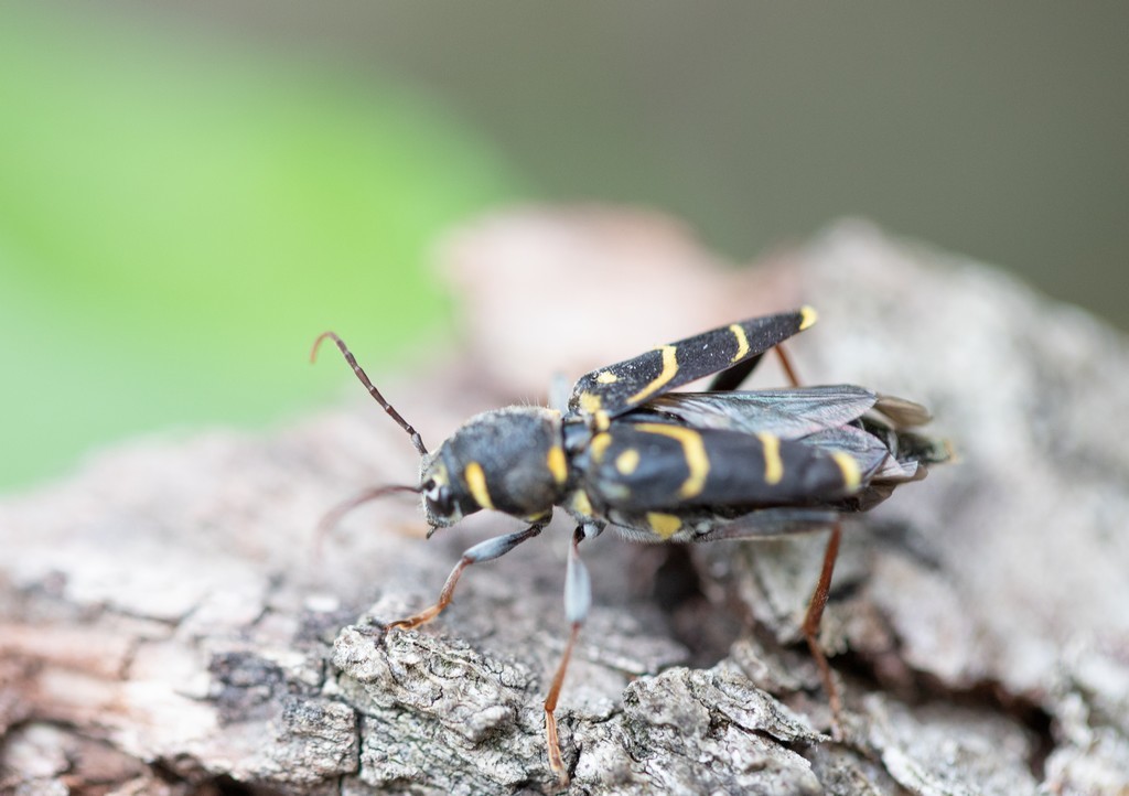  Clyte suspicieux (xylotrechus antilope)