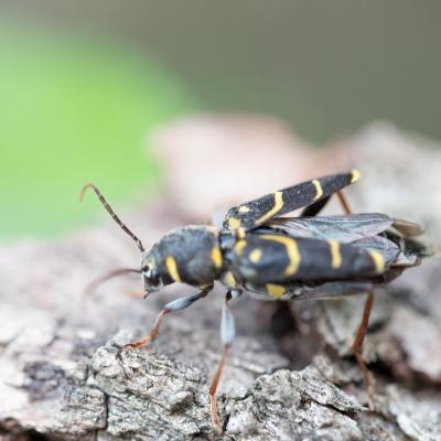  Clyte suspicieux (xylotrechus antilope)