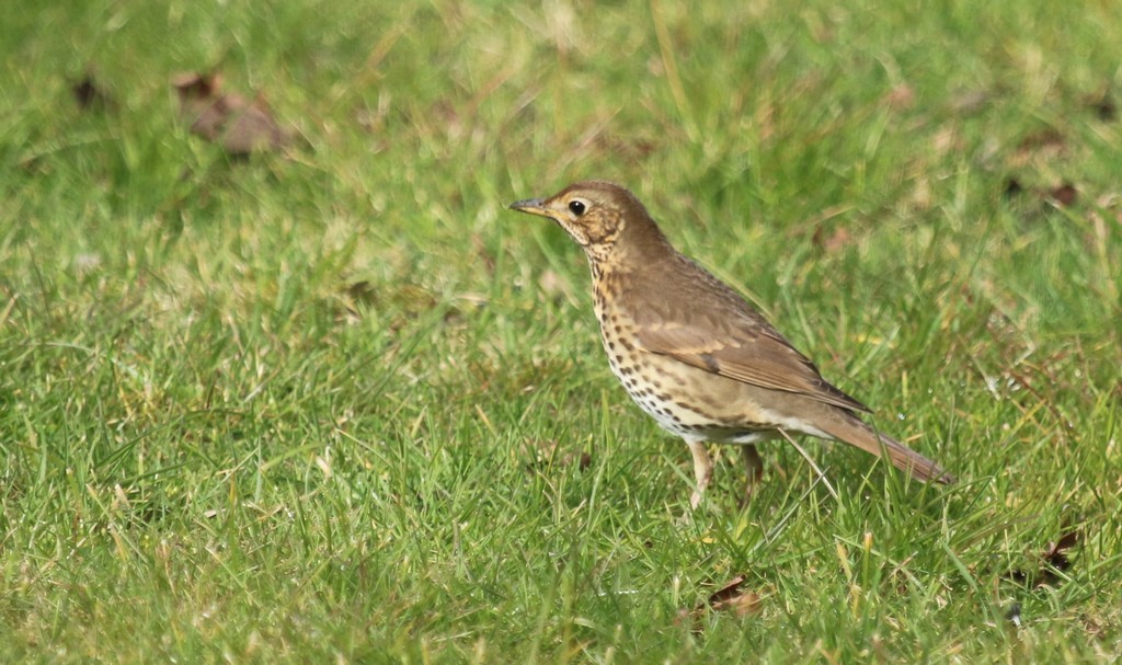  grive musicienne (turdus philomelos)