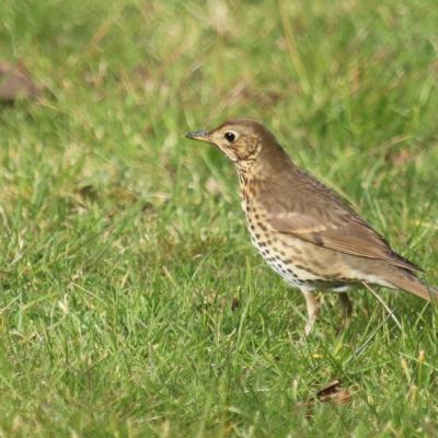  grive musicienne (turdus philomelos)