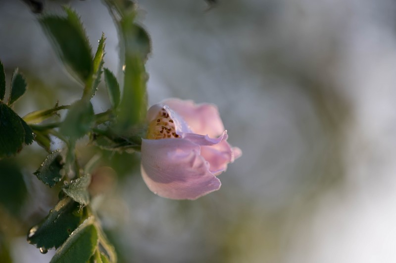 Eglantine (Rosa canina)