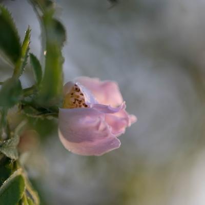 Eglantine (Rosa canina)